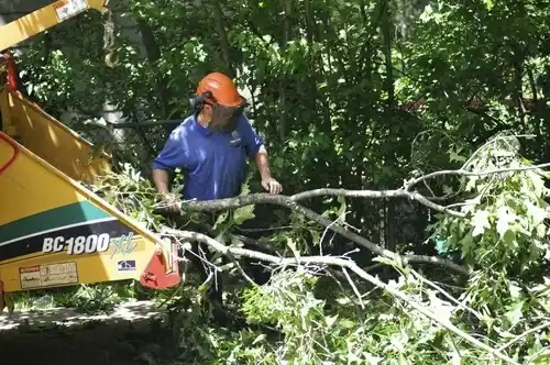tree services Paterson